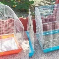 طوطی عروسو قفس مخصوص|پرنده|آمل, |دیوار