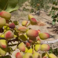 باغچه ۶هزارمتری باسند تک برگ