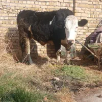 گوساله سیمنتال ماده