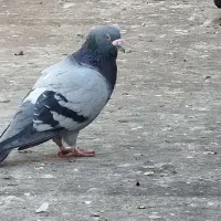 کفتر مسافتی