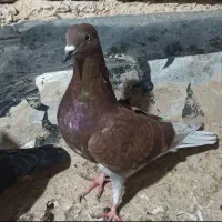 نر سرخ|پرنده|روانسر, |دیوار