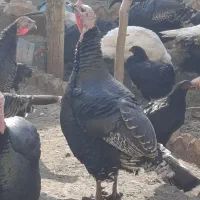 فروش بوقلمون محلی|حیوانات مزرعه|الوند, |دیوار