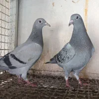جوجه پلاکی