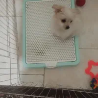 توله سگ|سگ|قدس, شهرک دانش|دیوار