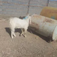 چبش پاکستانی|حیوانات مزرعه|مود, |دیوار