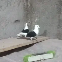 کفتر جفت پشت سیاه