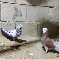 کبوتر گره|پرنده|قشم, |دیوار