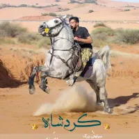 اسب اصیل کرد خالص|اسب و تجهیزات اسب‌سواری|تهران, ونک|دیوار