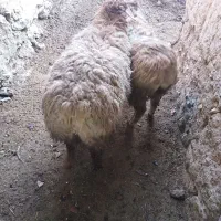 ۴۲۰۰۰۰۰۰|حیوانات مزرعه|مود, |دیوار