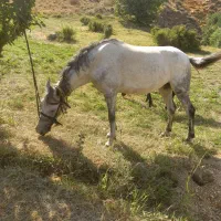 فروشی اسب بسیار آرام