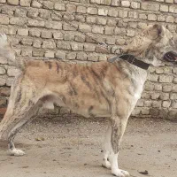 سگ خراسانی|سگ|خرم‌آباد, |دیوار