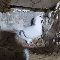 دوجفت شیخی