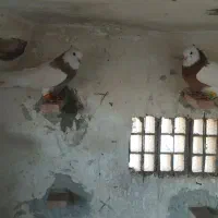 کفتر هردو نر بدون پر غلط