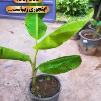 گیاه بیرونی(مناسب تراس و باغچه)اهواز|گل و گیاه طبیعی|اهواز, کیان اباد|دیوار