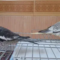 فروش یک جفت عروس هلندی|پرنده|درگزین, |دیوار