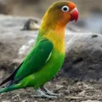 کوتوله برزیلی