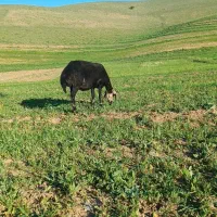 میش بره|حیوانات مزرعه|نهاوند, |دیوار
