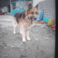 ژرمن شپرد نر کینگ فوق‌العاده استثنائی درشت درجه یک