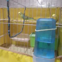 دوجفت مرغ عشق