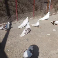 تعدادی تهرانی