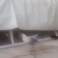 فروش جوجه