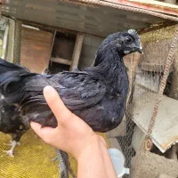 جوجه مرغ ایام سمانی اندونزی