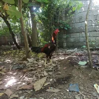 خروس لاری و مرغ لاری نژاد اصیل