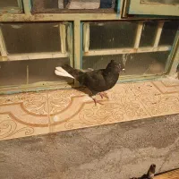 یک عدد سیاه دمسفید.معاوضه دارم|پرنده|دهدشت, |دیوار