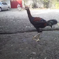 جوجه لاری|حیوانات مزرعه|رشت, فلسطین|دیوار