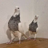 طوقی دونه ای هفتصد|پرنده|یاسوج, |دیوار