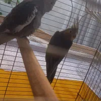 عروس هلندی|پرنده|اسلام‌شهر, شهرک سعیدیه|دیوار