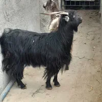 2عدد بز آبستن