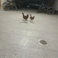 جوجه 2ماهه