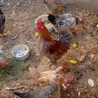 فروش خروس نژاد دارشهربابک