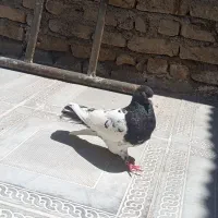 کفتر مرغ عشق فنچ قناری عروس  کوتوله