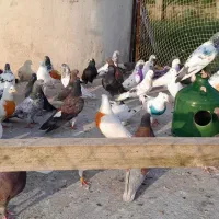 کبوتر پروازی خارجی و ایرانی|پرنده|نشتارود, |دیوار