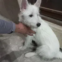 سگ پامر اشپیتز|سگ|مشهد, چاهشک|دیوار