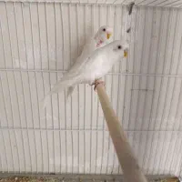 گردن بند و پرنده سفید