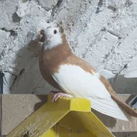 کبوتر زینتی (ناصری)