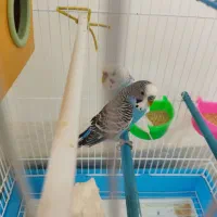 یک جفت مرغ عشق مولد و سالم|پرنده|بوکان, |دیوار