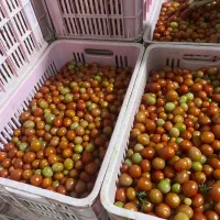 گوجه‌فرنگی باغی ممتاز - بسته‌بندی شده