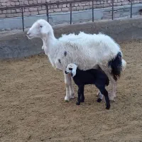 یه میش و بره و دوتا شیشک پلنگی|حیوانات مزرعه|بروجرد, |دیوار