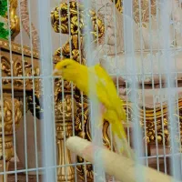 جوجه قناری نر جیبر|پرنده|قرچک, زیبا شهر|دیوار