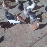 3عددیهودی|پرنده|جلگه ماژان, |دیوار