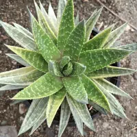 فروش هاورتیا