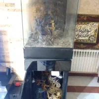 تراریوم حرفه‌ای