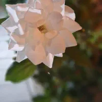 نیازمند پرستار شبانه‌روزی سالمند تهرانسر