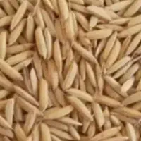 چلتوک چمپا عنبر بو لوداب