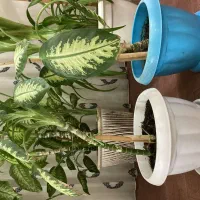 گلهای طبیعی آپارتمانی فریمان|گل و گیاه طبیعی|فریمان, |دیوار