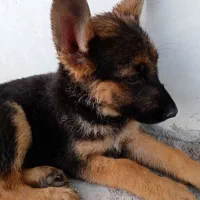 توله ژرمن  کلاسA